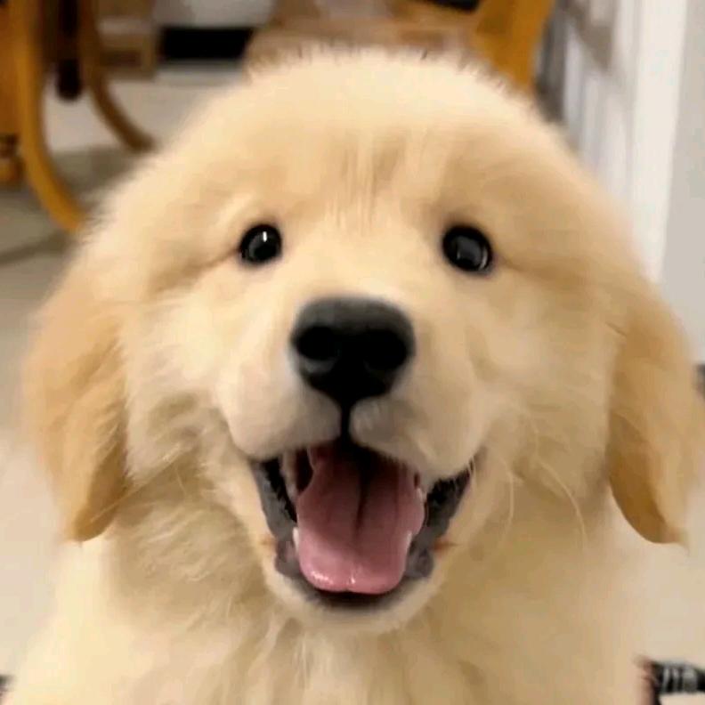 崽崽睡不够🍋☝️⁶¹⁶