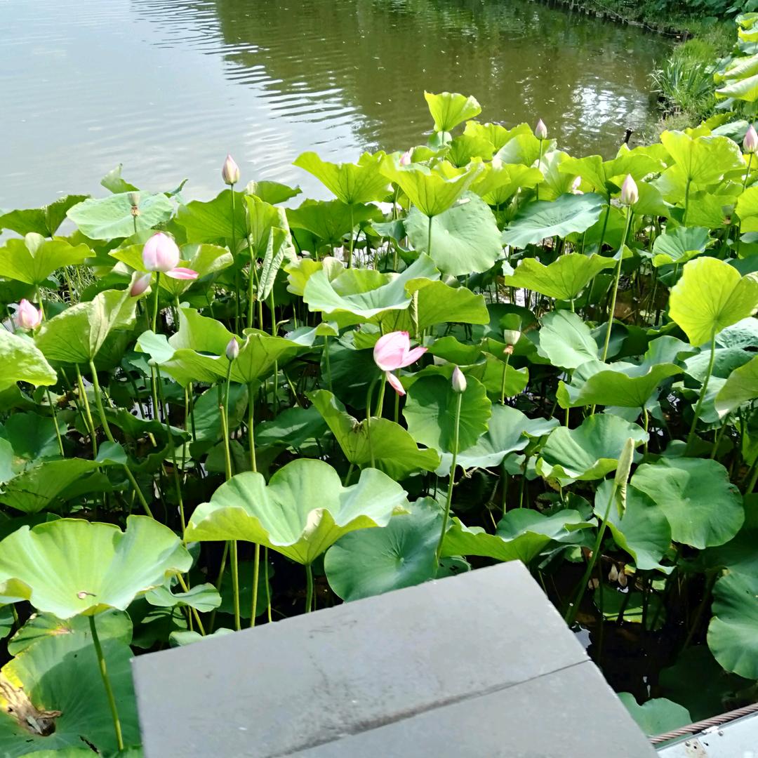 会泽阿哥