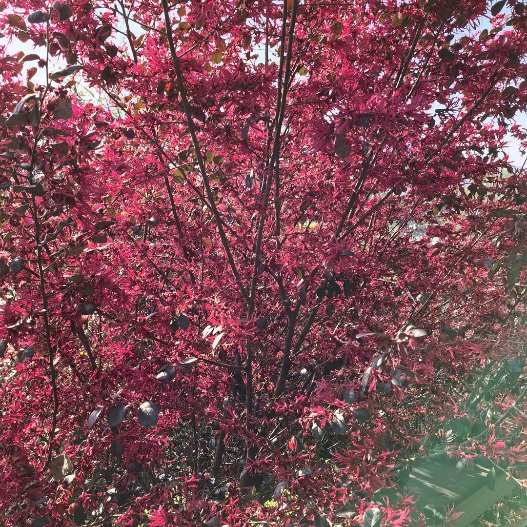 山花浪漫