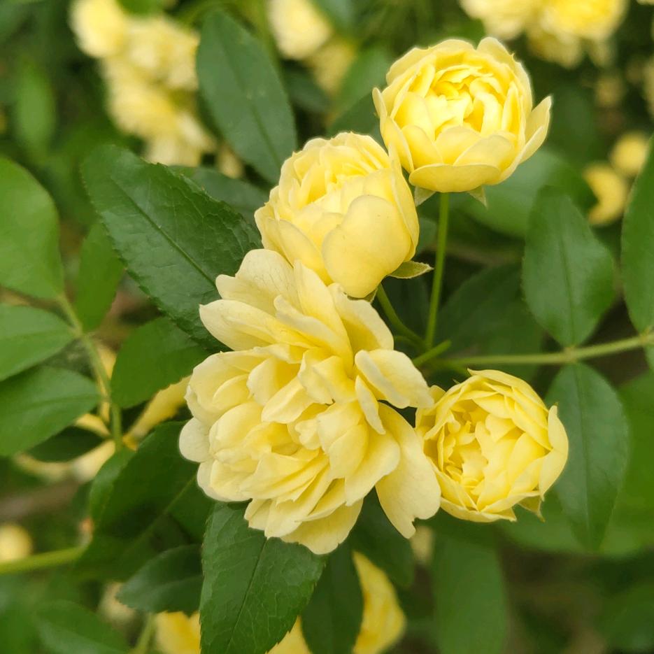 金旺小哥家炸鸡官方号