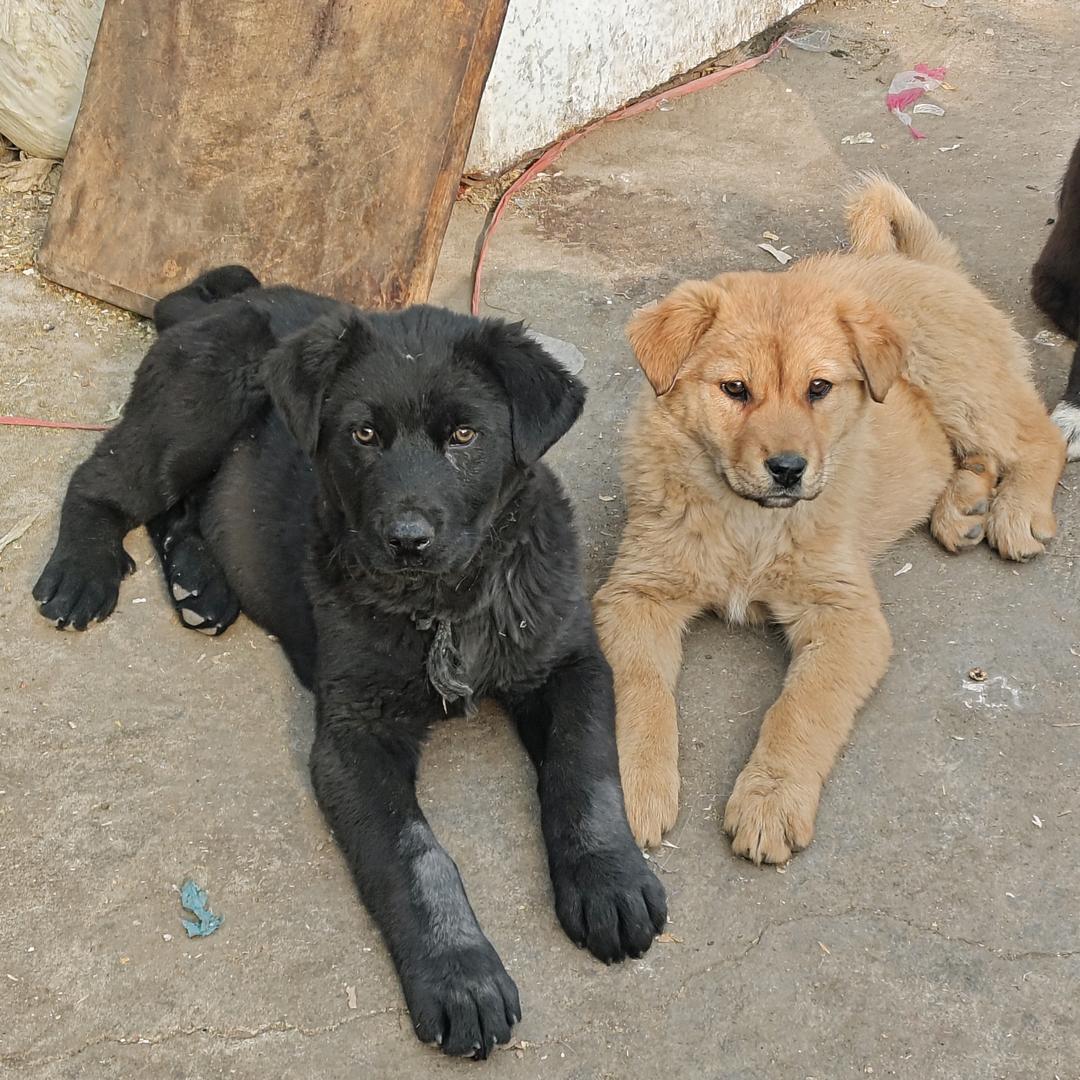 好运来太行犬