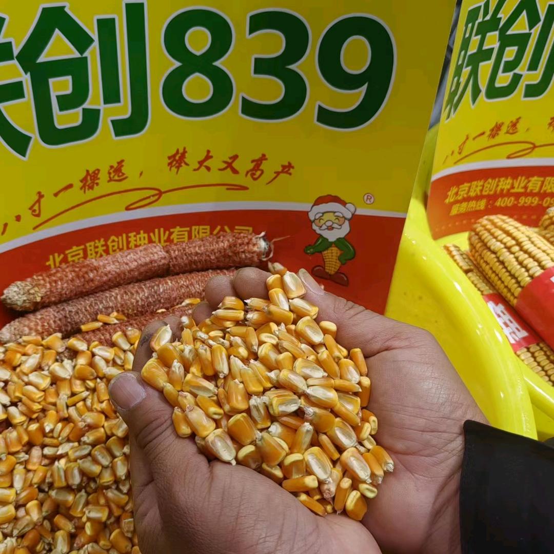 枫杨说玉米