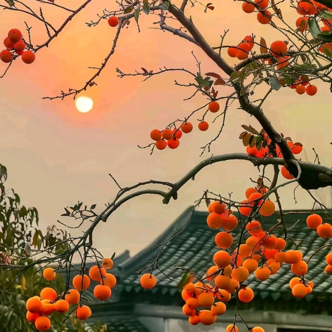 小麦研究员-泓潮