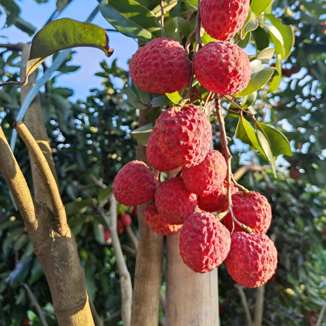 陈氏基岗仙进奉荔枝（自产自销）