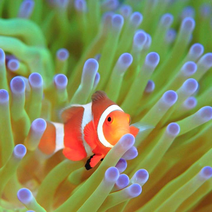 澜汐海洋生物商店