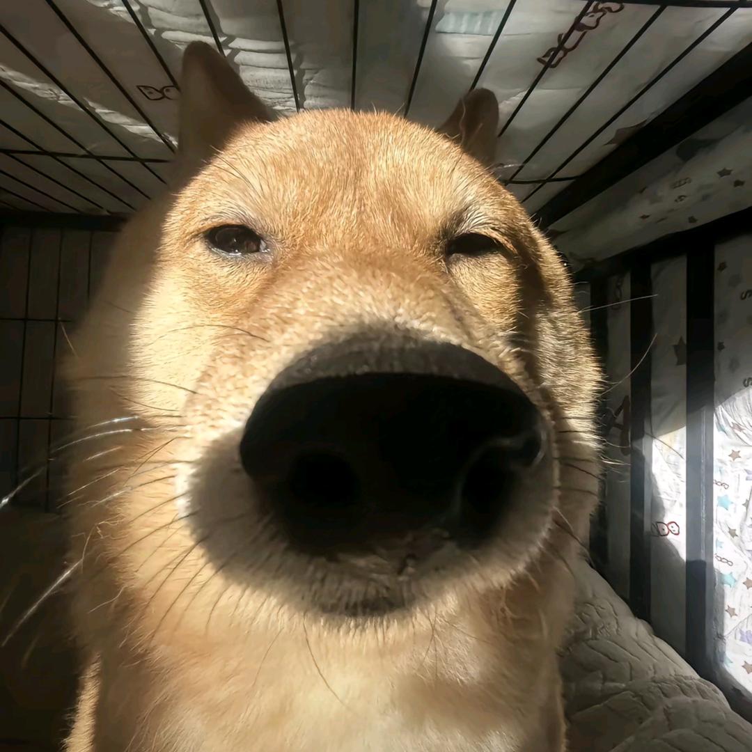 如果忧郁是种天赋