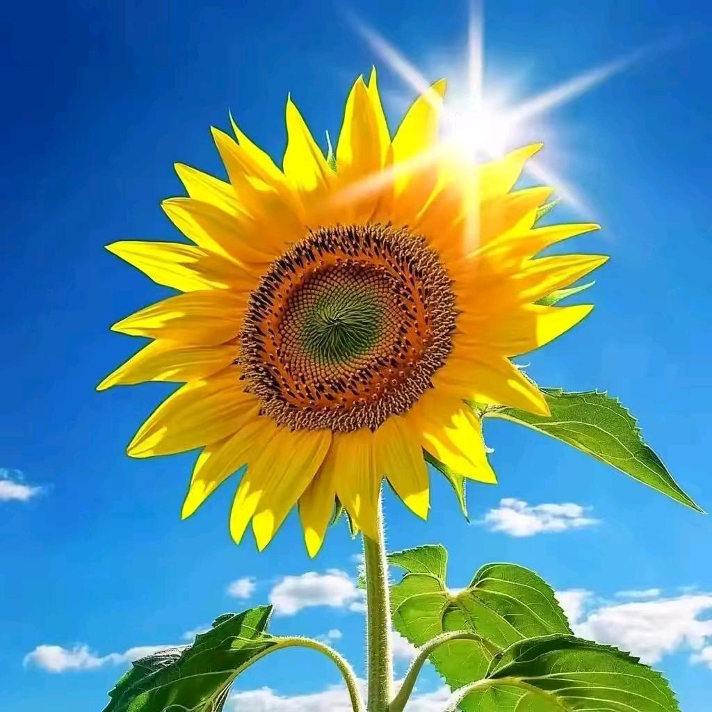 君妹