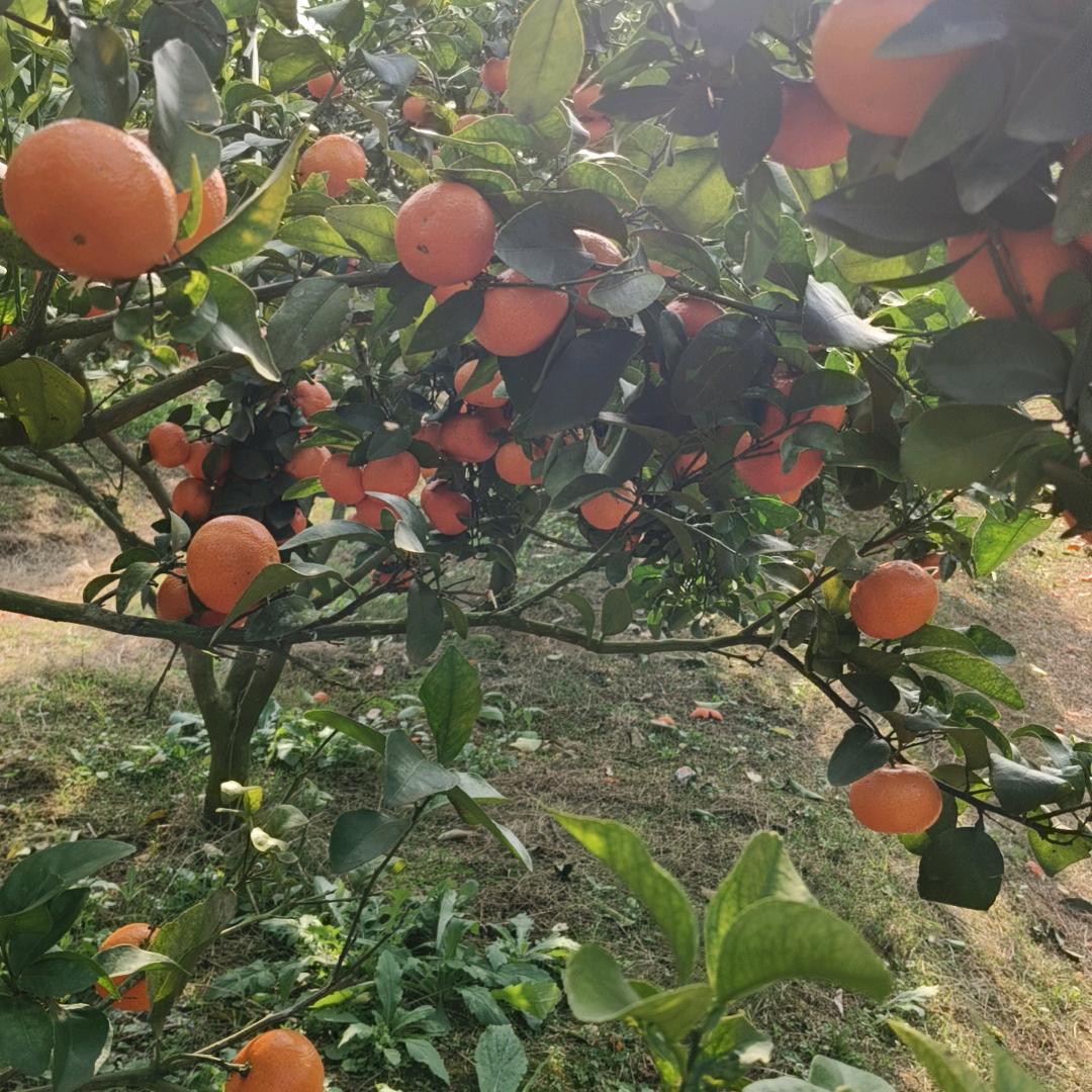 采蜜蜂的小蜂蜜