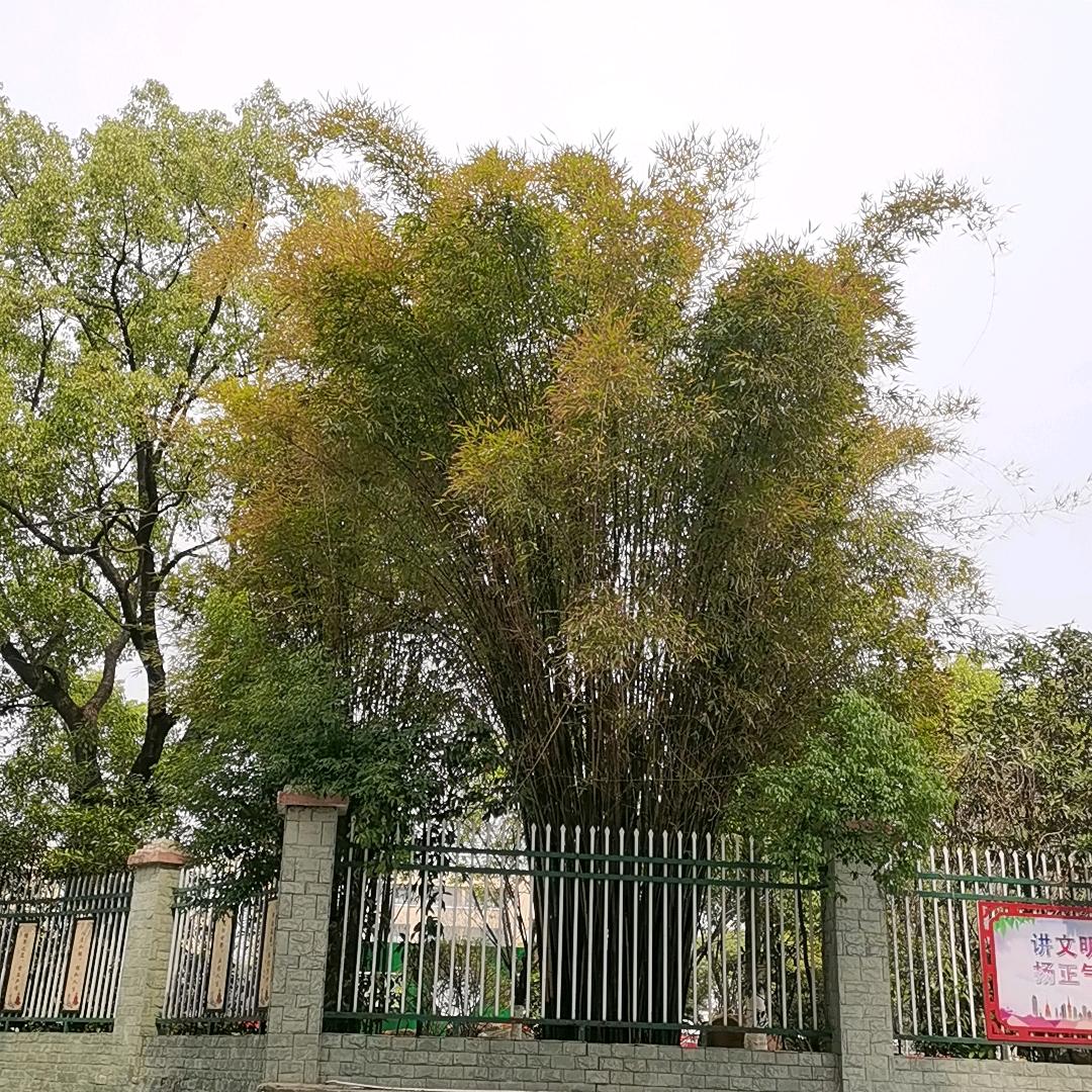 梅花