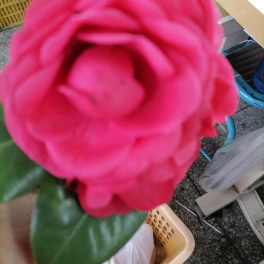 春暖花开。🌹🌹