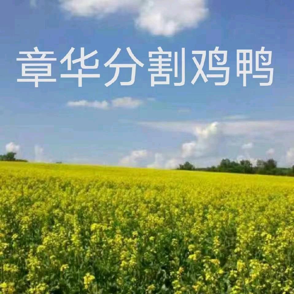 莘县章华分割鸡鸭