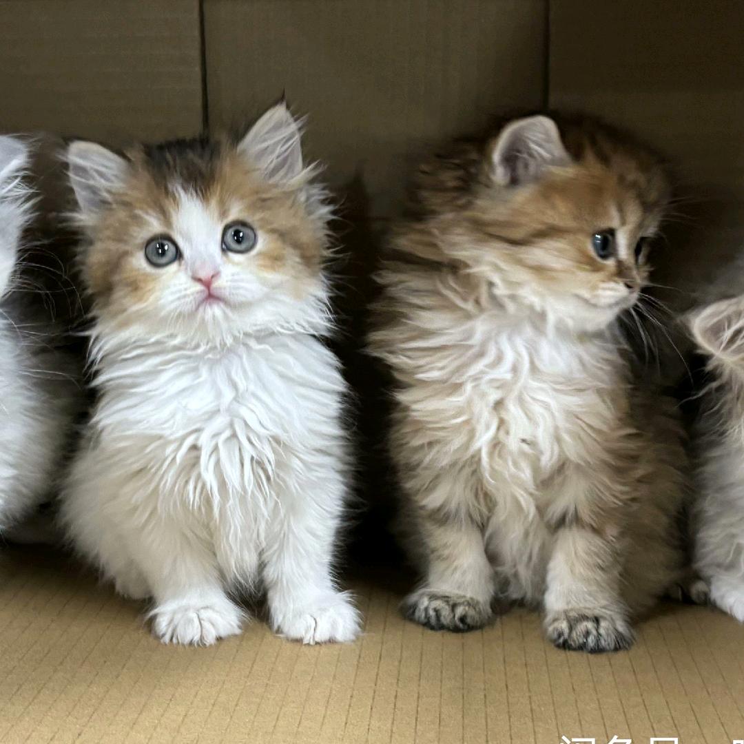 小猫中转站