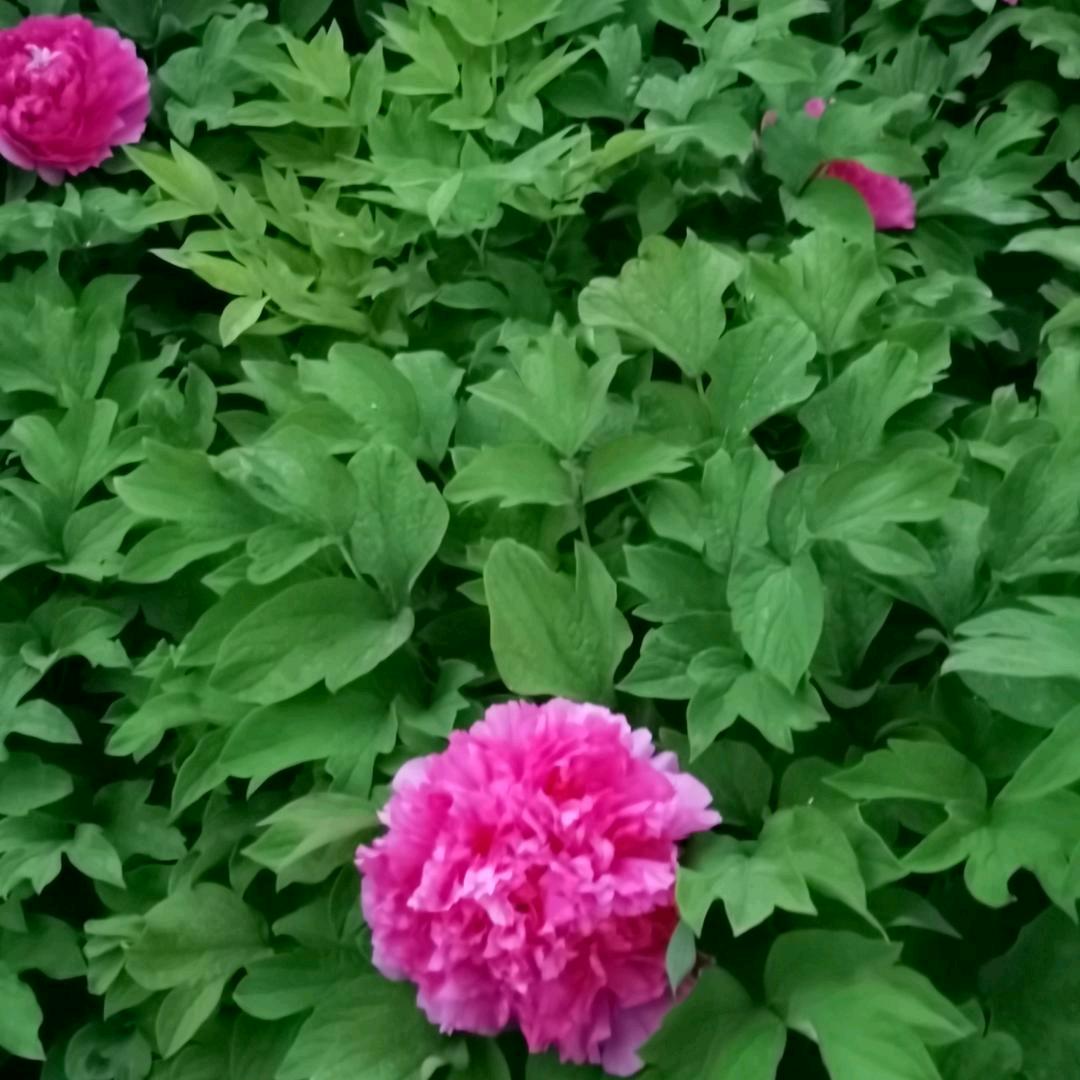 太阳花
