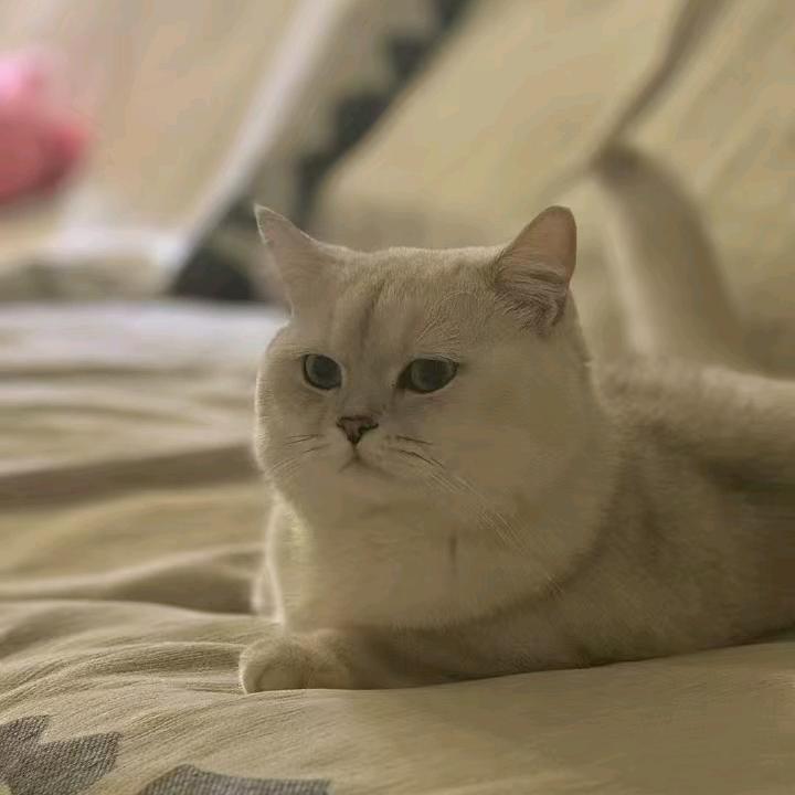 心动