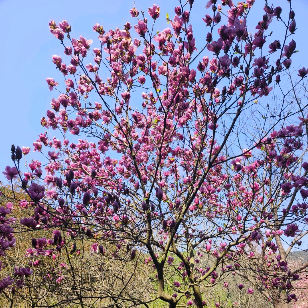 小婷🍎每天晚上🍓8.30开播🍒