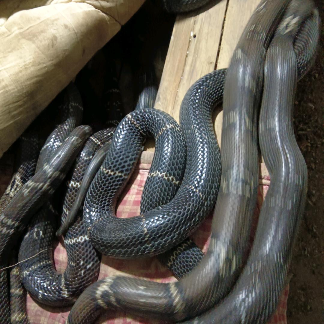 蛇王：将乐县玉华洞奇养蛇场