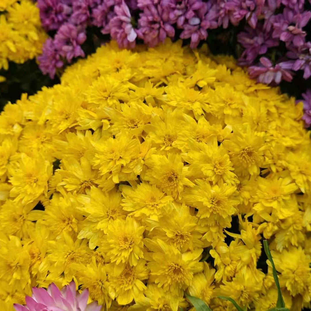 小杨妹妹（钦的宝）