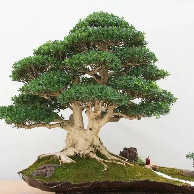 六妹盆景
