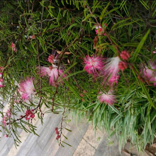 小薯片