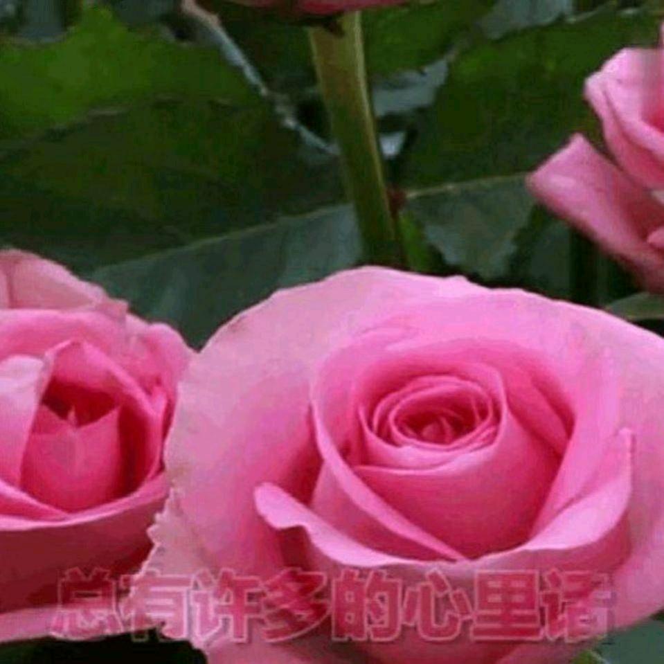一日不见如三秋