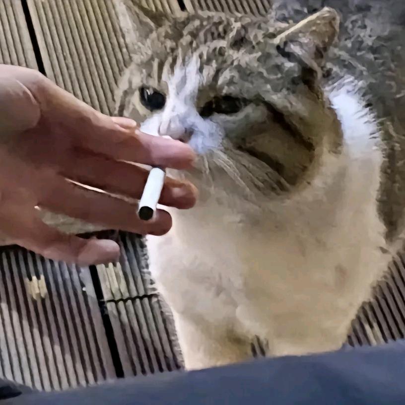 Sakurai Video