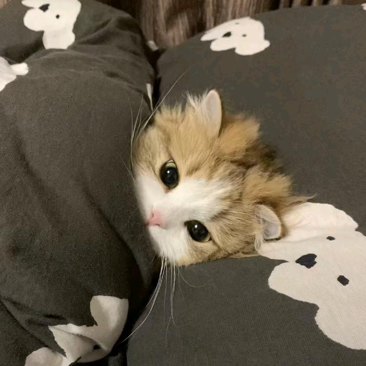 起司猫