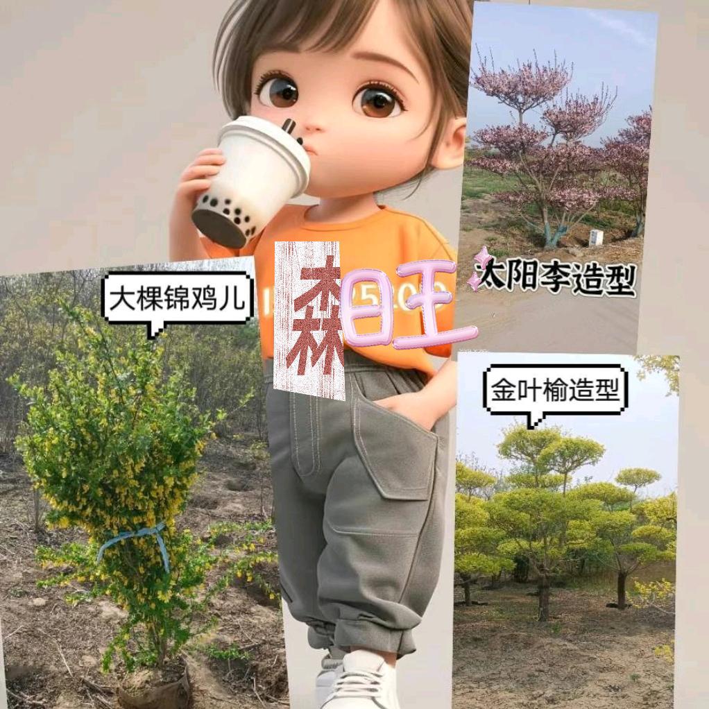 定州森旺园林