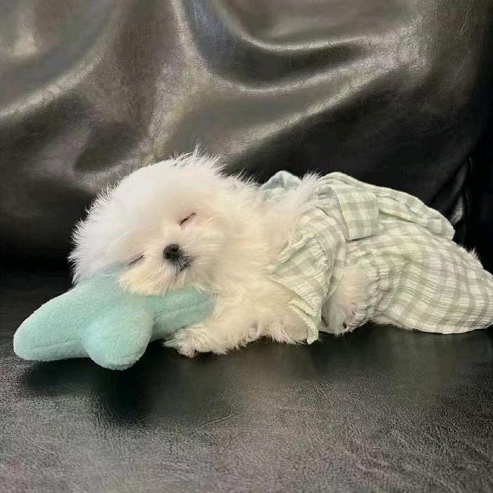 小若欲