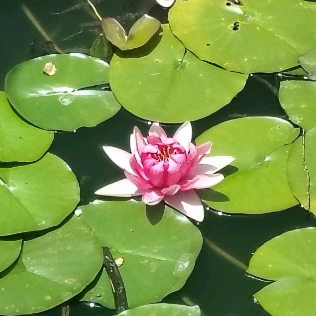宗琦