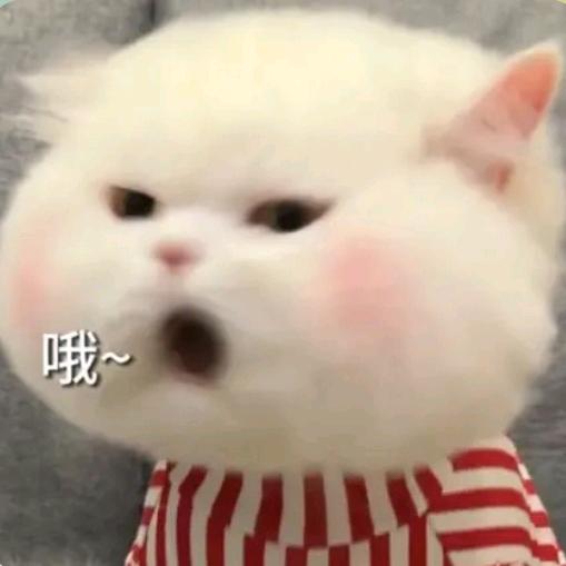 西红柿炖tomato