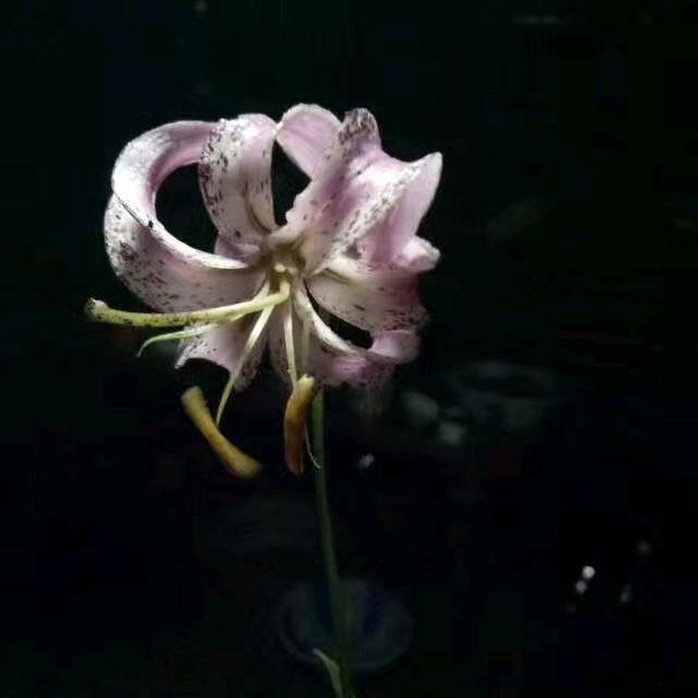 🦋꧔ꦿ᭄💞往后余生💕 ❧⁵²⁰