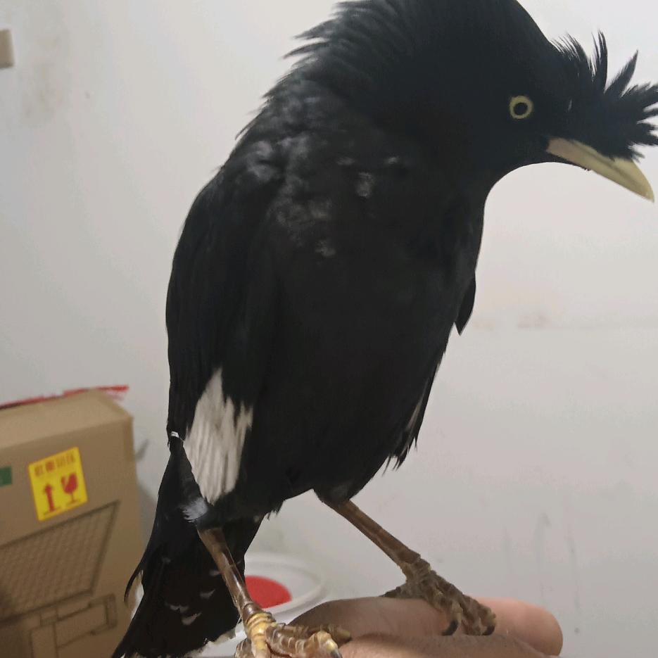 问世间情是何物