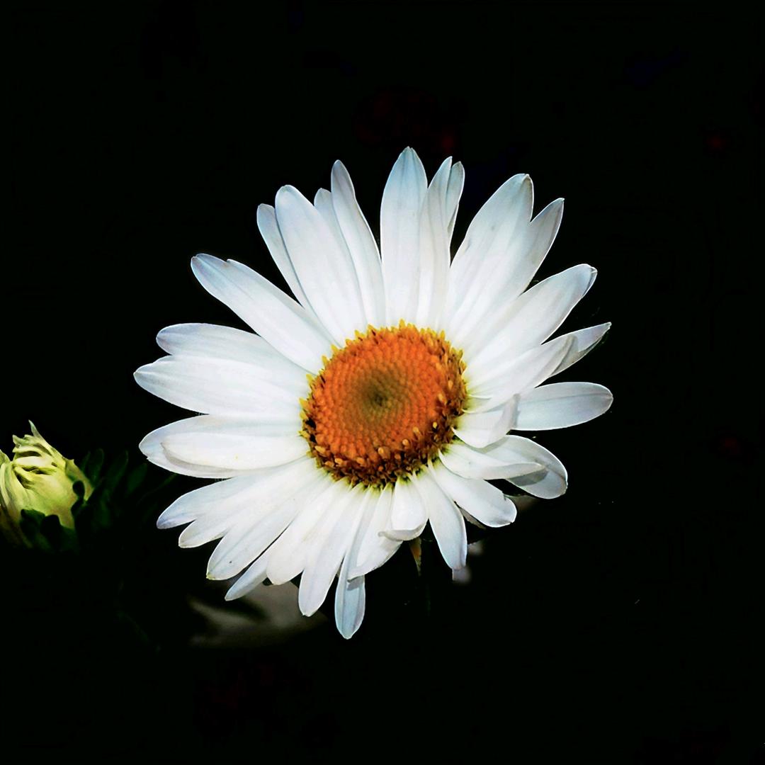布