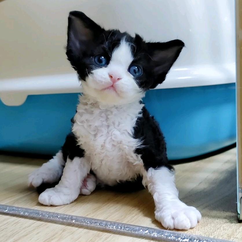 球球家的德文小猫🐱