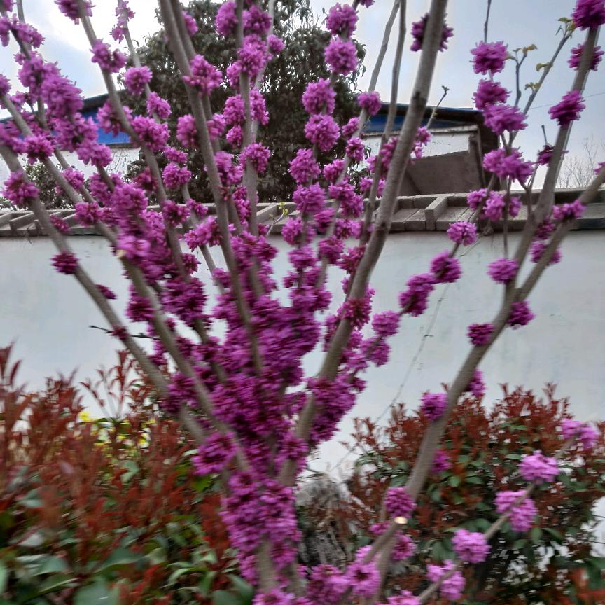 青睐