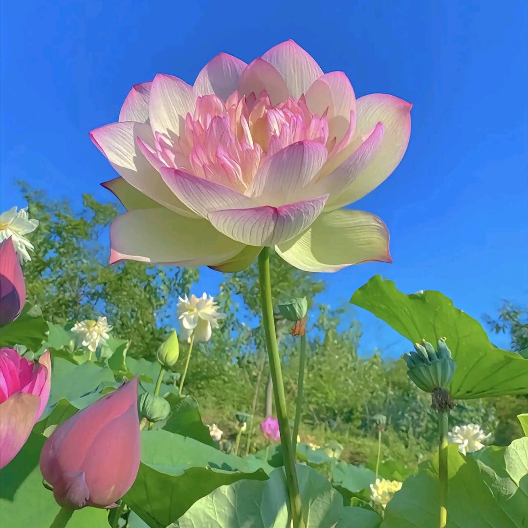 福来