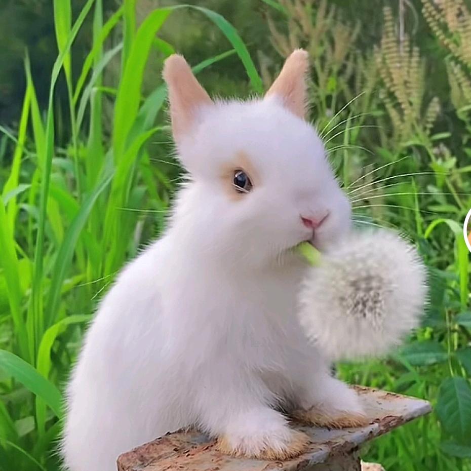 幸运草꧔ꦿᩚ💕