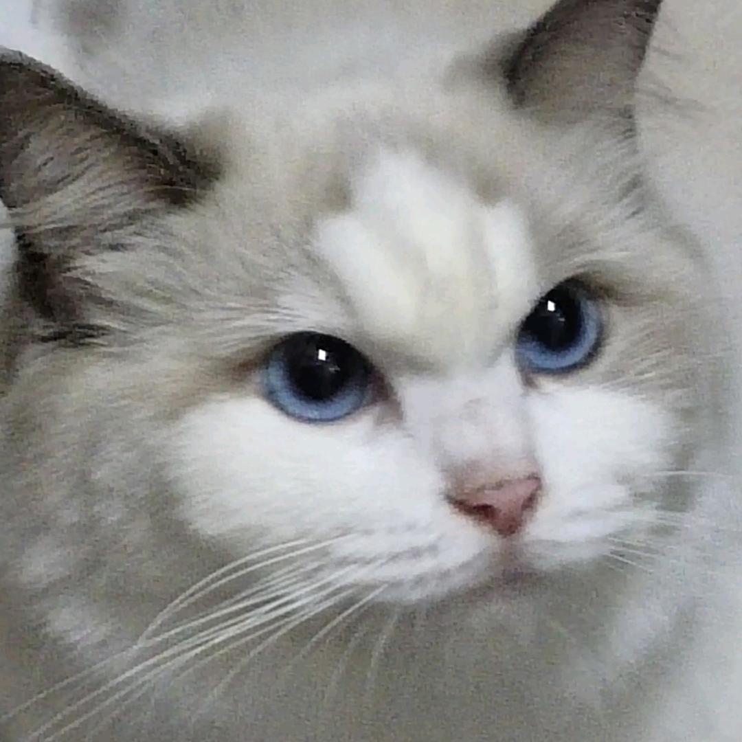 槐
