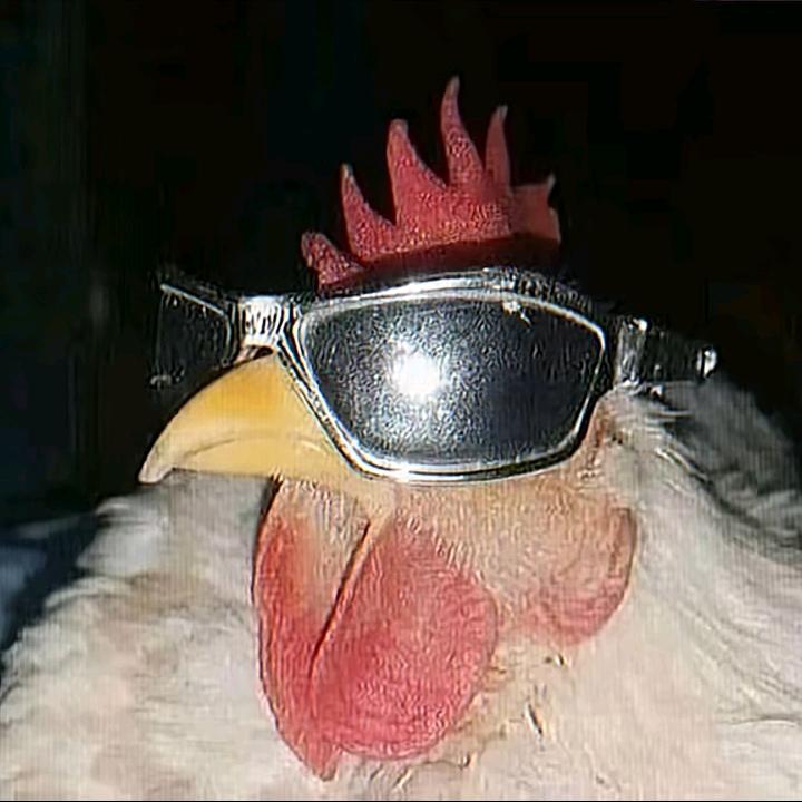 咸魚饭不是嫌疑犯_