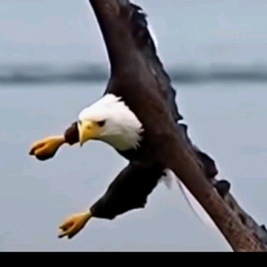自由飞翔