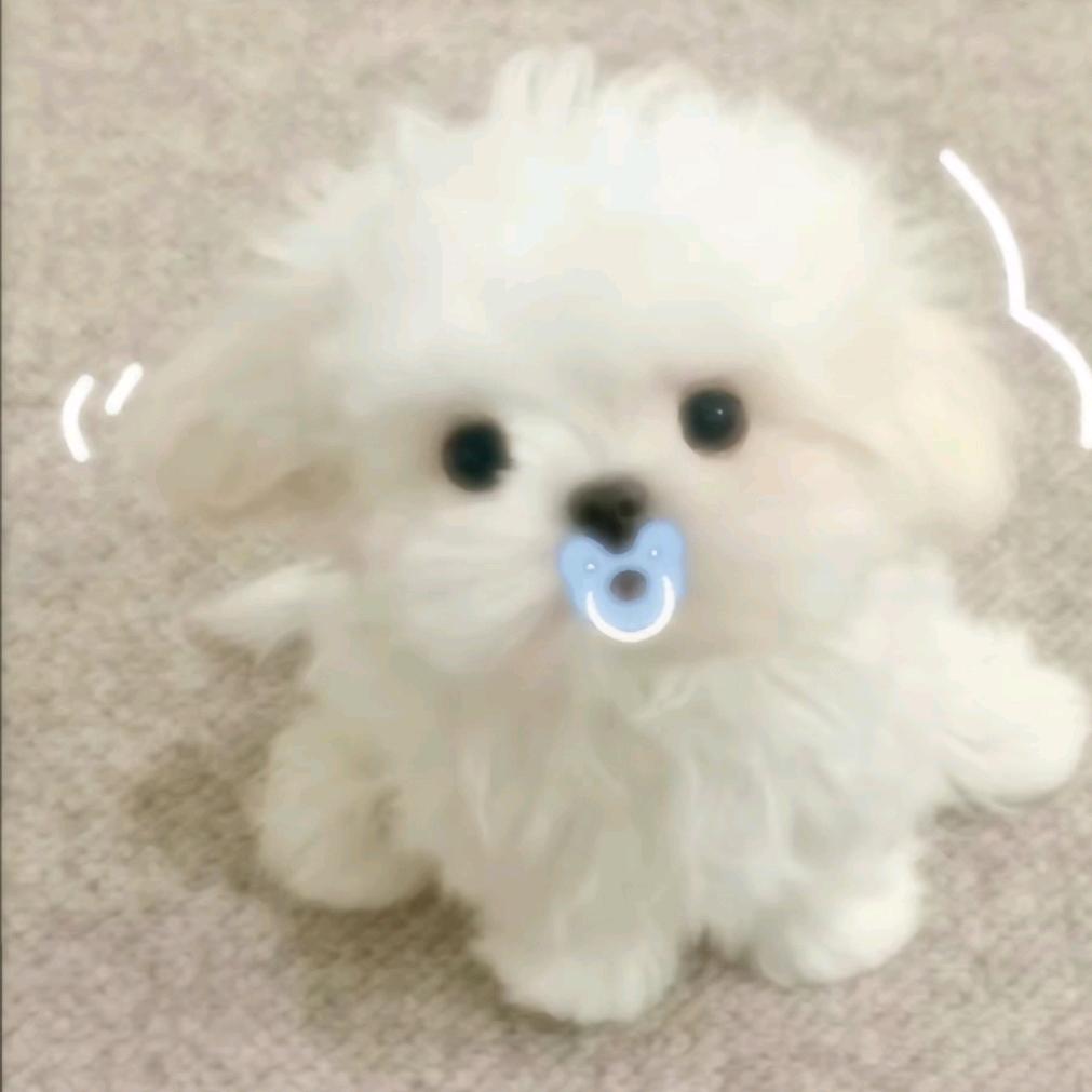 粥子