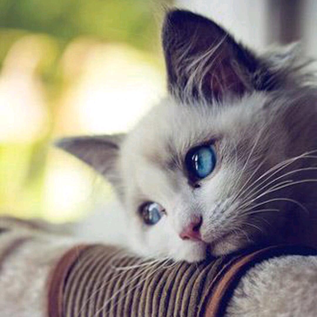 口水拌饭加个蛋