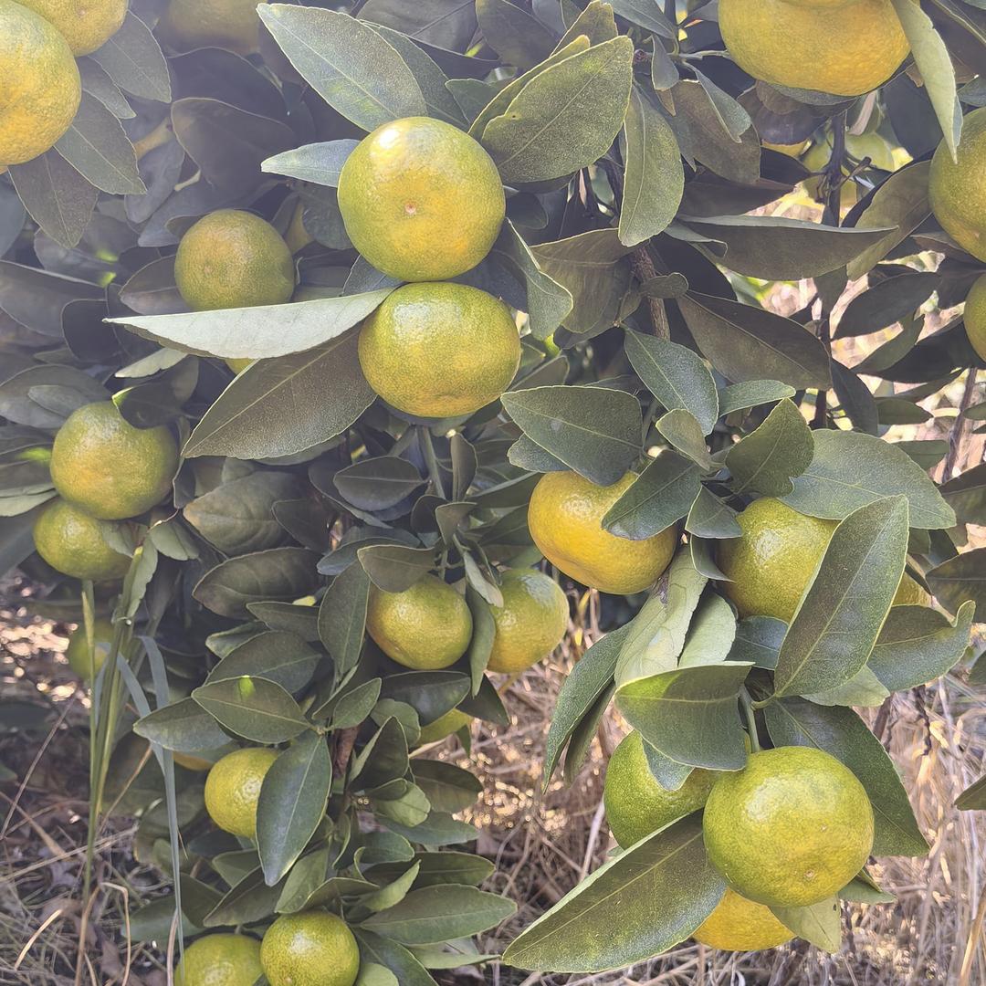 中润红双农业科技有限公司