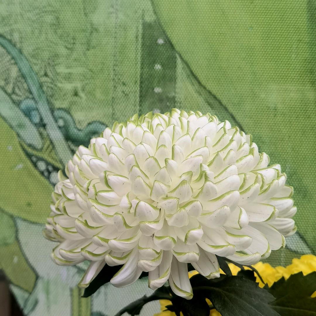 富贵·黛