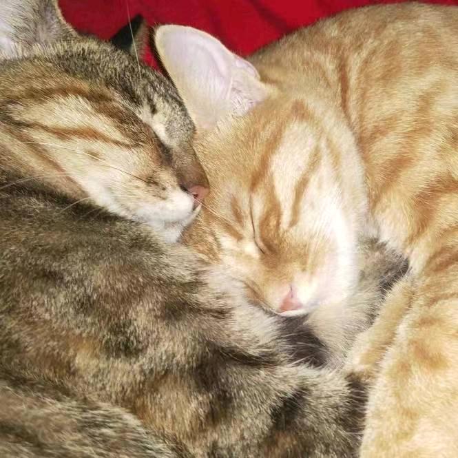 -蘇明路-(猫猫🐱~)