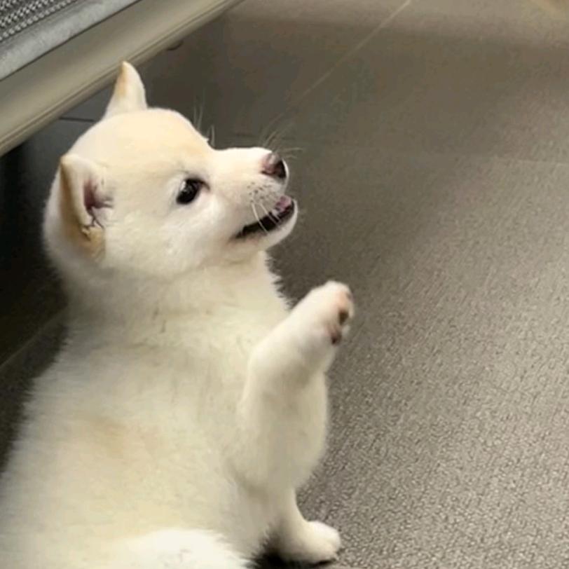 小葵是羊驼大王