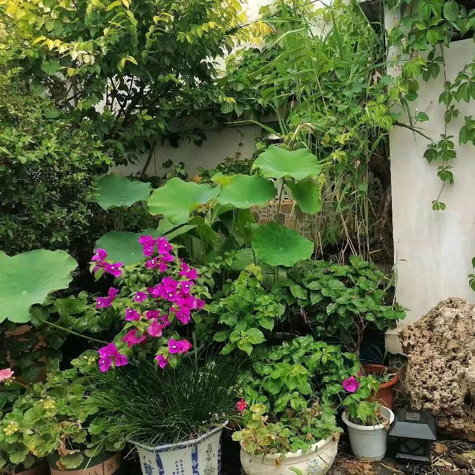 benny