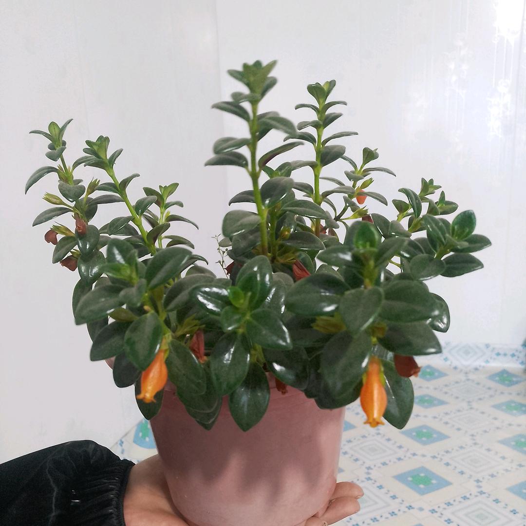 手心有你