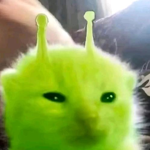小猫⌯>ᴗ0⌯