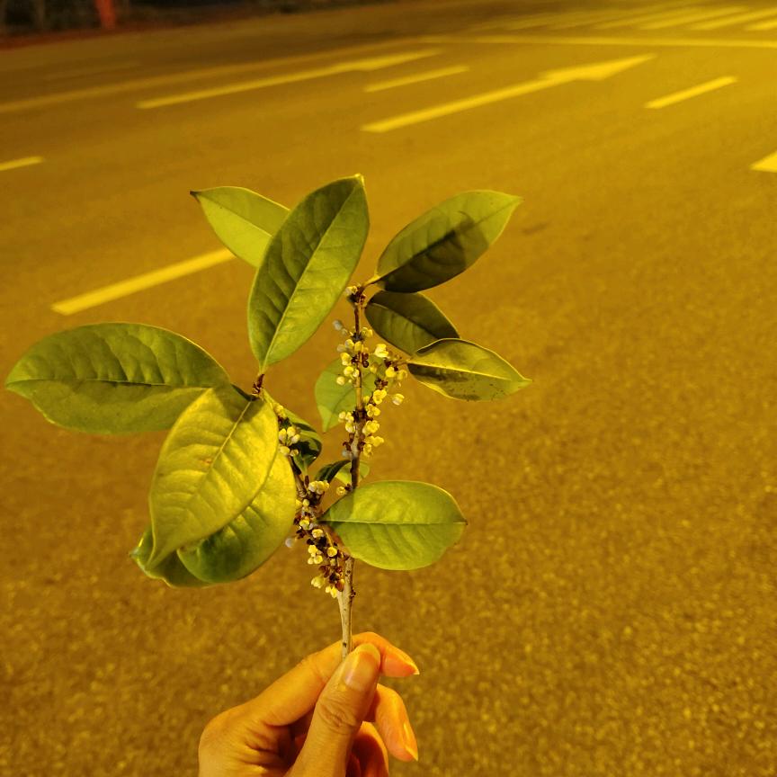牛马最爱带薪休假